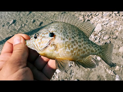 Видео: Каждый заброс рыба! МОРМЫШИНГ на дамбе! Рыбалка на мормышку 2025