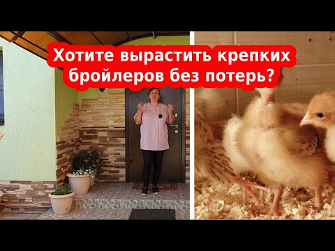 Видео: Как, когда и чем кормить цыплят бройлеров с первых дней, чем пропаивать