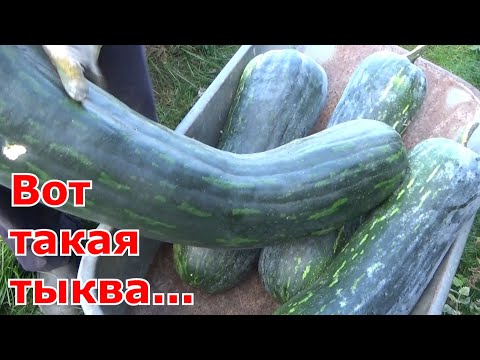 Видео: Собираем урожай тыквы. Какой сорт тыквы нам понравился в этот год.