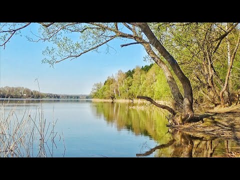 Видео: КРУПНАЯ УКЛЕЙКА, ЛЕЩИК И ПЛОТВИЧКА НА ФИДЕР ВЕСНОЙ.