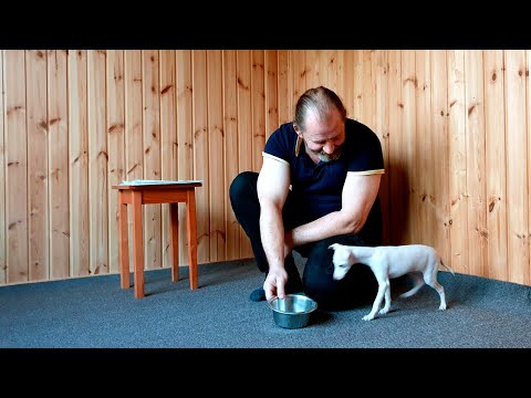 Видео: 3. Отучаем щенка подбирать лакомство с пола. Команды "можно" и "нельзя"