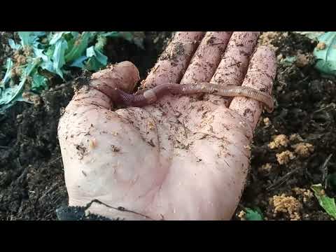 Видео: Про отруби для червей. Часть2