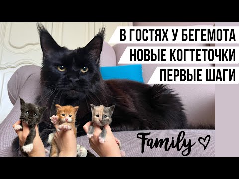 Видео: Бегемот чёрный мейнкун, папа котят! Новые когтеточки для кошек. Первые шаги котят мейн кунов. VLOG#2