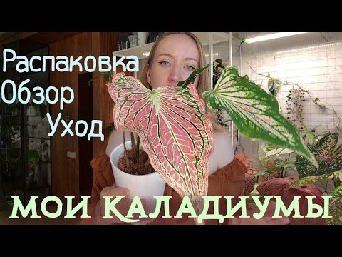Видео: Мои КАЛАДИУМЫ: обзор, уход, распаковка новых