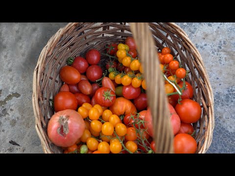 Видео: Дачные сезоны с Мариной Рыкалиной от 22 сентября 2022 года