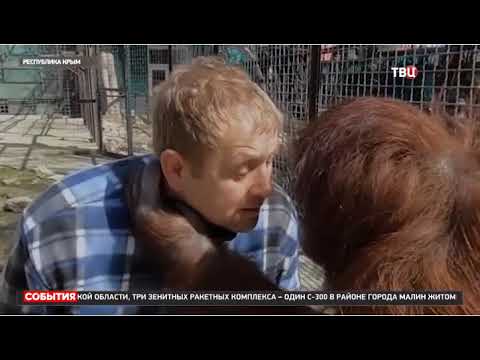 Видео: Репортаж ТВЦ про Дану и тигренка! Тайган Orangutan and tiger cub!