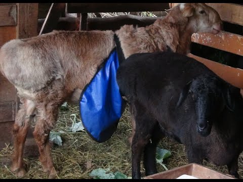 Видео: Голуби, попугаи, овцы и куры.