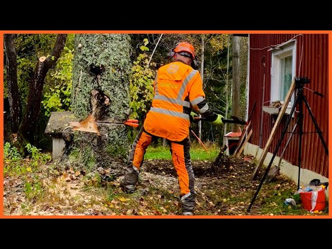 Видео: Опасное (и масштабное) удаление березы рядом с домом