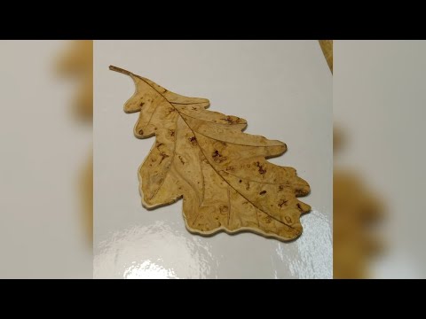 Видео: Столярное искусство - маркетри, интарсия. Продолжаем постигать...