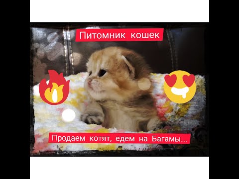 Видео: Питомник Британских кошек: как открыть, заработать и сразу поехать на Мальдивы и купить Порше..