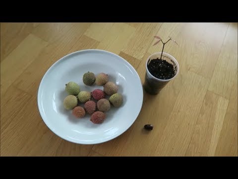 Видео: Мои экзотические растения: личи, томаты, клементины 6
