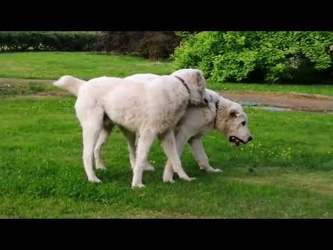 Видео: Туркменский алабай, в чем отличие? Первые занятия с подростками. Невероятный Тамерлан.