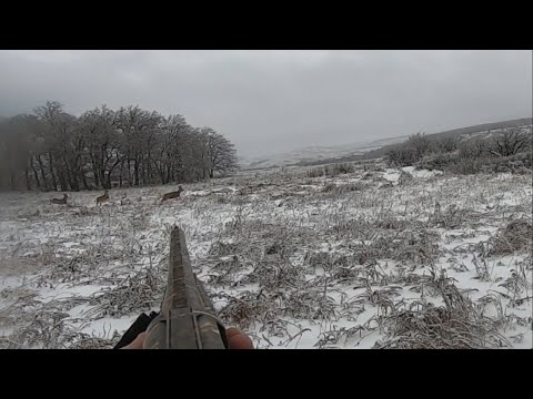 Видео: Загонная охота на ЛОСЯ, КОСУЛЮ, КАБАНА!