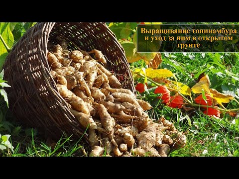 Видео: Выращивание топинамбура посадка и уход