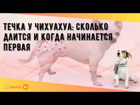 Видео: Течка у чихуахуа: сколько длится и когда начинается первая