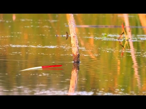 Видео: В ЭТОМ БОЛОТЕ...КРУПНЯК ПОЛОЖИЛ ПОПЛАВОК! Огромный КАРАСЬ? Рыбалка 2021