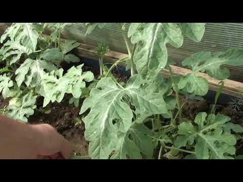 Видео: Красноярск, формируем арбузы 27 июня