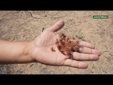 Видео: Шөл зонасында табиғи жайылымдарды жақсарту технологиясы