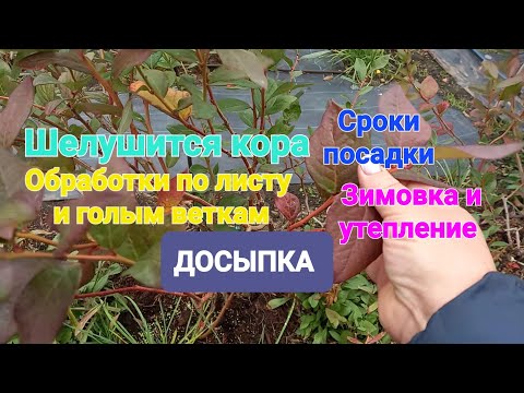 Видео: ОСЕННИЕ вопросы по уходу за голубикой!!!