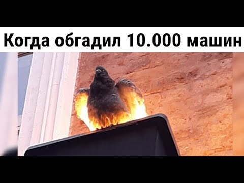 Видео: 38 новых мемов. Когда обгадил 10 000 машин