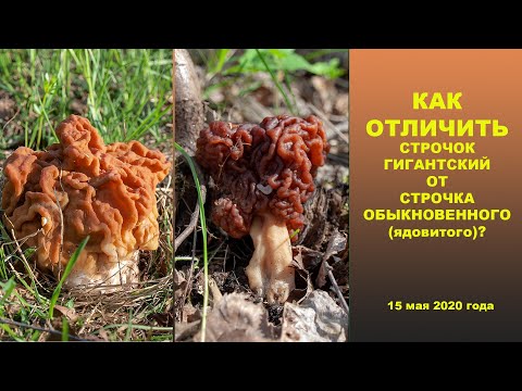 Видео: Как отличить Строчок гигантский от Строчка обыкновенного (ядовитого)?