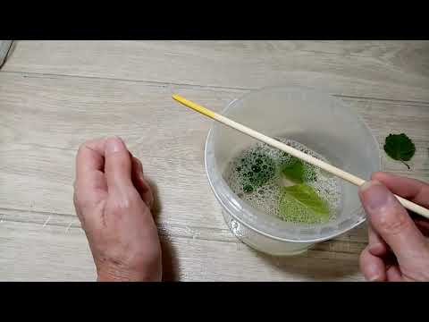 Видео: Скелетирование листьев