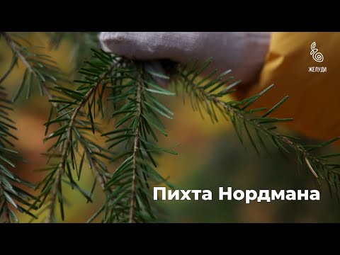 Видео: Пихта Нордмана в природе