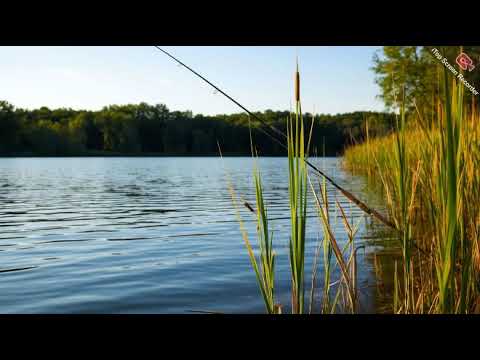 Видео: Рыбалка