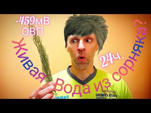 Видео: Хвощ полевой, оживляет воду? Какой ОВП воды из хвоща полевого спустя сутки?