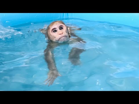 Видео: БиБу впервые учится плавать после того, как ослеп!