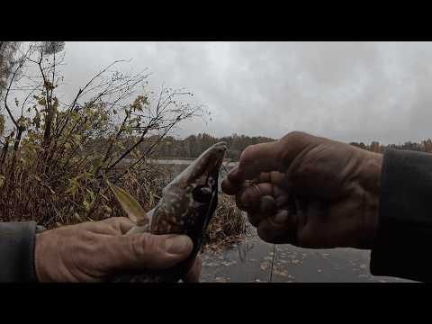 Видео: ЩУКА на ЖИВЦЯ і  ДЕНЬ НАРОДЖЕННЯ на риболовлі🥳🎂🍾🍾🍾