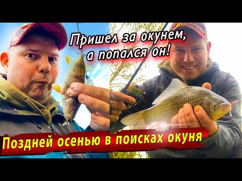 Видео: Рыбалка поздней осенью | Джиг Риг на пруду | Jara Baits Nano series