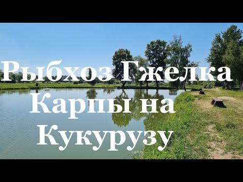Видео: Рыбхоз Гжелка КАРПЫ МОНСТРЫ