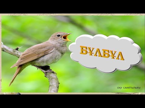 Видео: Бұлбұл     #ұбт    #ұбт2024    #ұбтғадайындық