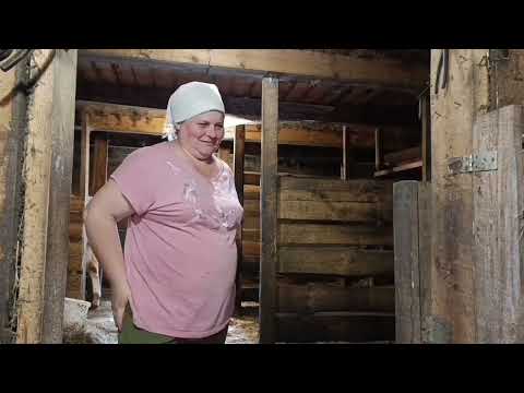 Видео: Разговариваю о том,о сём...про гулянки,про отелы,про сено,про телят.