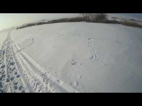 Видео: охота на зайца.