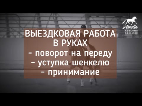 Видео: Выездковая работа в руках : поворот на переду, уступка шенкелю, принимание