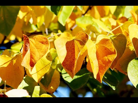 Видео: Алексей Рыбников - Романс