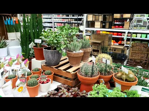 Видео: КАКТУСЫ И СУККУЛЕНТЫ В БАУЦЕНТРЕ🌵🪴☘🌱🌿(что новенького?!)🌹