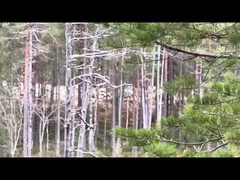 Видео: Результат работы бобров 