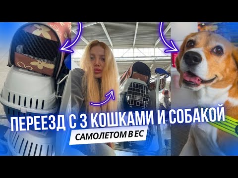 Видео: КУДА МЫ СВАЛИВАЕМ ИЗ ПОЛЬШИ ОКОНЧАТЕЛЬНО. ПЕРЕЕЗД С 3 КОШКАМИ И СОБАКОЙ САМОЛЕТ на КИПР 2025