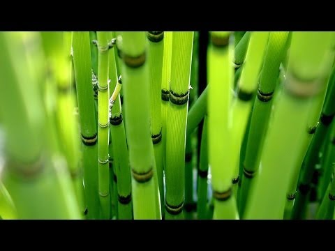 Видео: Посадка и уход за декоративным бамбуком. GuberniaTV