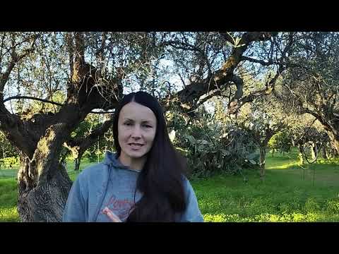 Видео: 53.  Две сумаcшедших недели на хуторе.  Сбор оливок закончен!