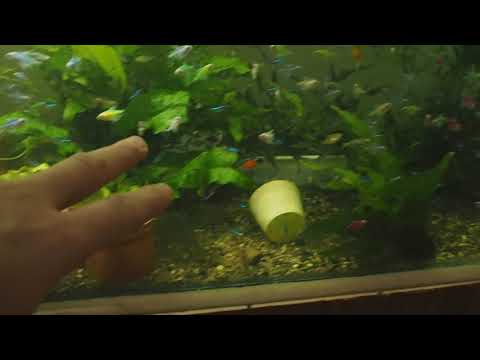 Видео: Моя домашняя рыборазводня