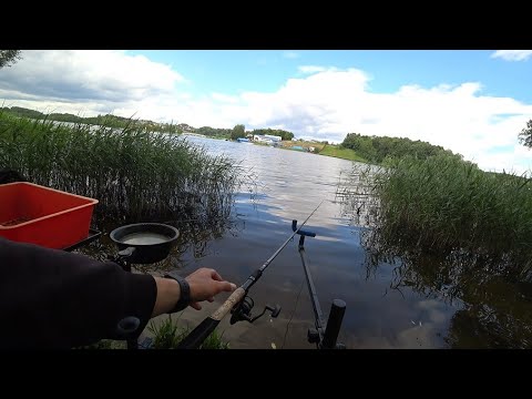 Видео: ЧЕСНОЧНАЯ ПРИКОРМКА ПО БЕЛОЙ РЫБЕ. ЭКСПЕРИМЕНТИРУЕМ НА ДОМАШНЕМ ВОДОЕМЕ. МАССИРОВАННЫЙ ЗАКОРМ В ДЕЛЕ