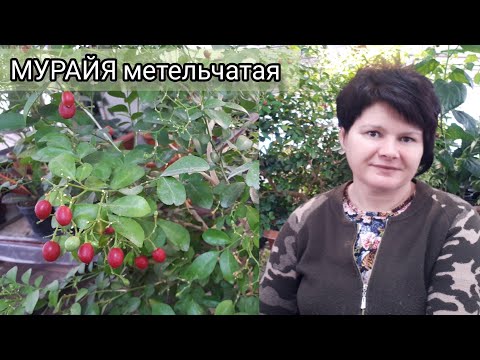 Видео: Как вырастить МУРАЙЮ. Опыт пяти лет.