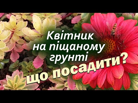 Видео: Найкращі рослини для піщаних грунтів. Красива клумба без турбот. Створюємо красу разом!