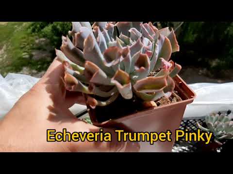 Видео: Суккуленты.Было-стало.Часть 8.