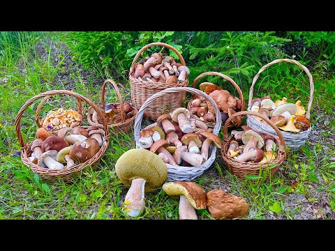 Видео: СЛАБОНЕРВНЫМ НЕ СМОТРЕТЬ! Грибники В ШОКЕ! Такого ВЫ ещё НЕ ВИДЕЛИ! Белые грибы ПОВСЮДУ! Грибы 2023