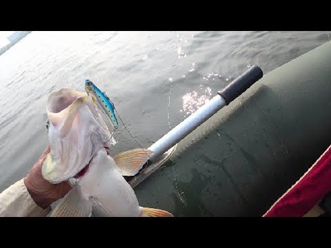Видео: BASSDAY Range Vib 70ES.Долгий,но верный путь к пассивному жереху.Asp Fishing.